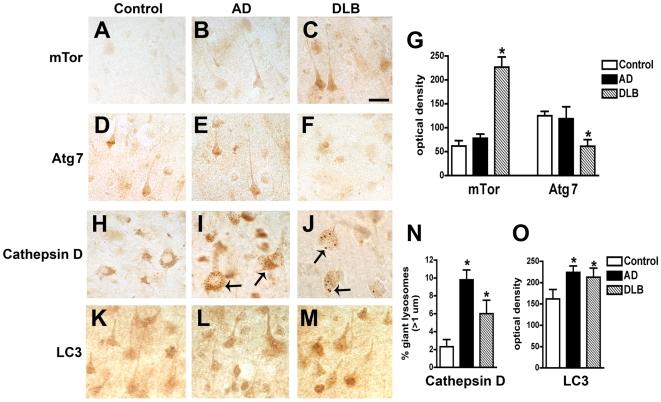https://cdn.ncbi.nlm.nih.gov/pmc/blobs/c5ce/2824828/14e42c170f9b/pone.0009313.g002.jpg