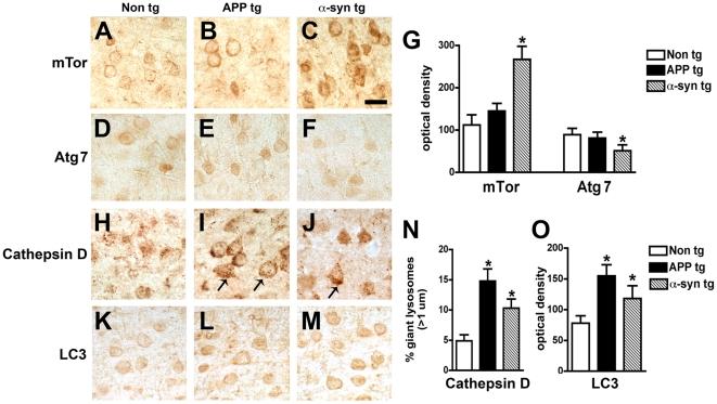 https://cdn.ncbi.nlm.nih.gov/pmc/blobs/c5ce/2824828/a0c5b9ea527b/pone.0009313.g006.jpg