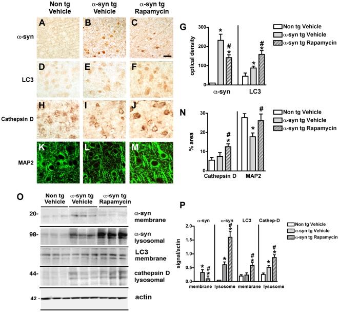 https://cdn.ncbi.nlm.nih.gov/pmc/blobs/c5ce/2824828/e26cbb9371e5/pone.0009313.g008.jpg