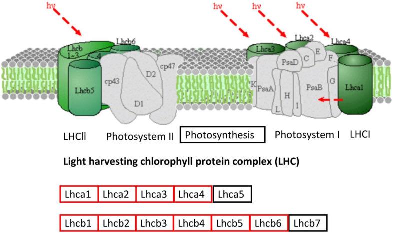 https://cdn.ncbi.nlm.nih.gov/pmc/blobs/c5d0/7554635/66da04f0cf77/fgene-11-583785-g010.jpg