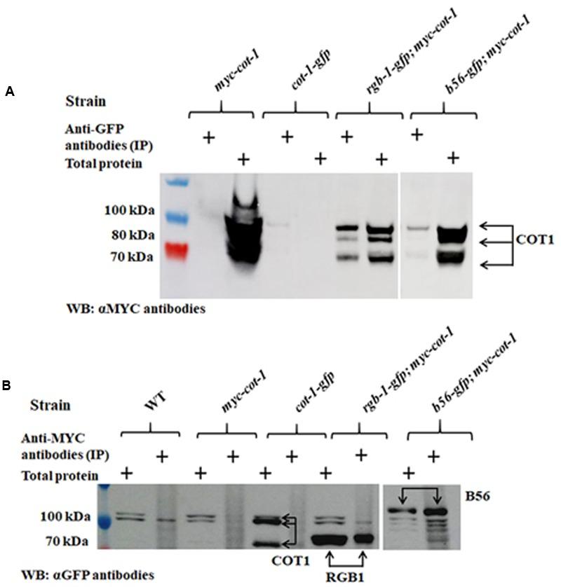https://cdn.ncbi.nlm.nih.gov/pmc/blobs/c5d1/5591878/2336f96acd55/fmicb-08-01694-g011.jpg