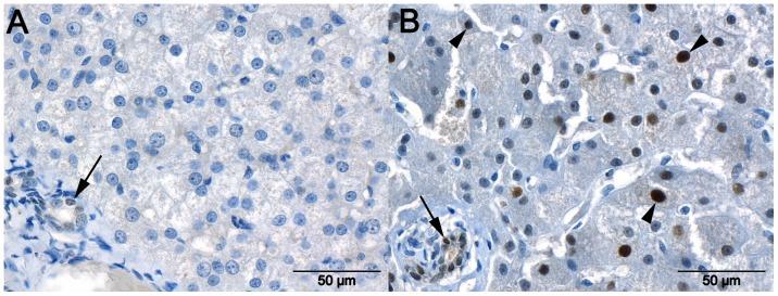 https://cdn.ncbi.nlm.nih.gov/pmc/blobs/c5d3/3581512/c8be52b5f988/pone.0057662.g006.jpg