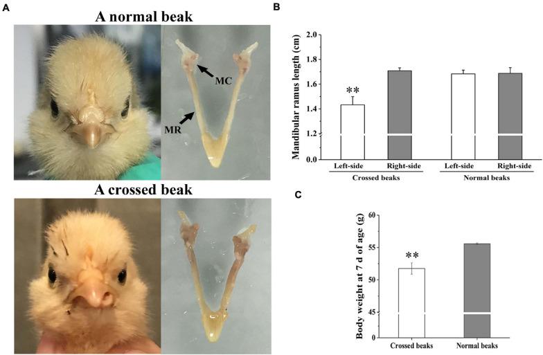 https://cdn.ncbi.nlm.nih.gov/pmc/blobs/c5d9/8298039/3a9c0c371402/fgene-12-680115-g001.jpg