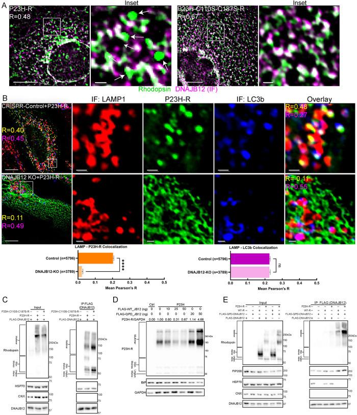 https://cdn.ncbi.nlm.nih.gov/pmc/blobs/c5da/9582645/1c71bc2e9082/mbc-33-ar84-g002.jpg