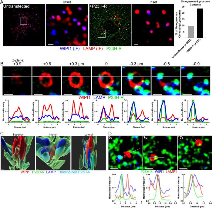 https://cdn.ncbi.nlm.nih.gov/pmc/blobs/c5da/9582645/3673da80a274/mbc-33-ar84-g005.jpg