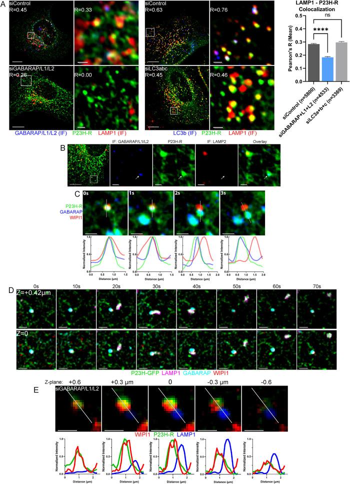 https://cdn.ncbi.nlm.nih.gov/pmc/blobs/c5da/9582645/60d8799723e2/mbc-33-ar84-g006.jpg