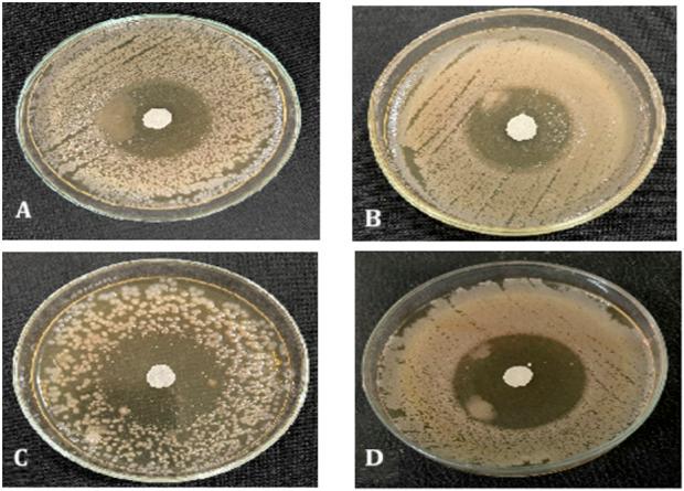 https://cdn.ncbi.nlm.nih.gov/pmc/blobs/c5dd/12372591/0c10dd9eb23f/fchem-13-1555449-g014.jpg