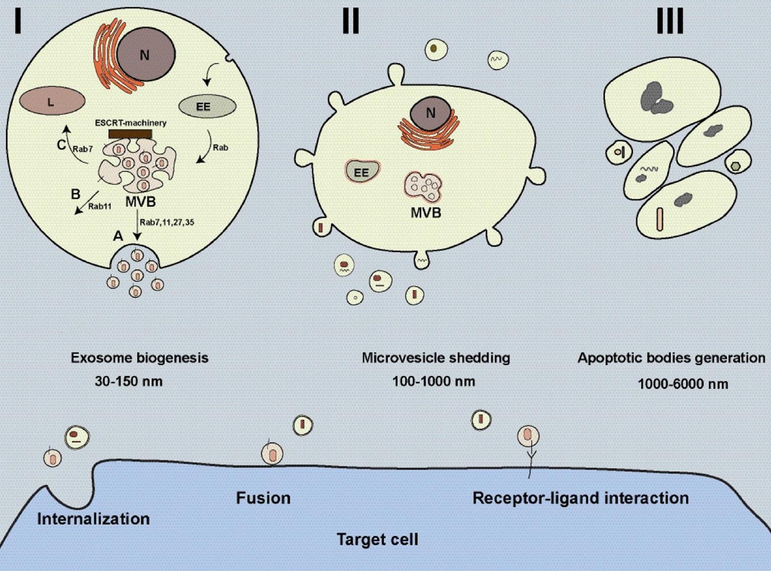 https://cdn.ncbi.nlm.nih.gov/pmc/blobs/c5df/12210656/49902838d026/40001_2025_2822_Fig1_HTML.jpg