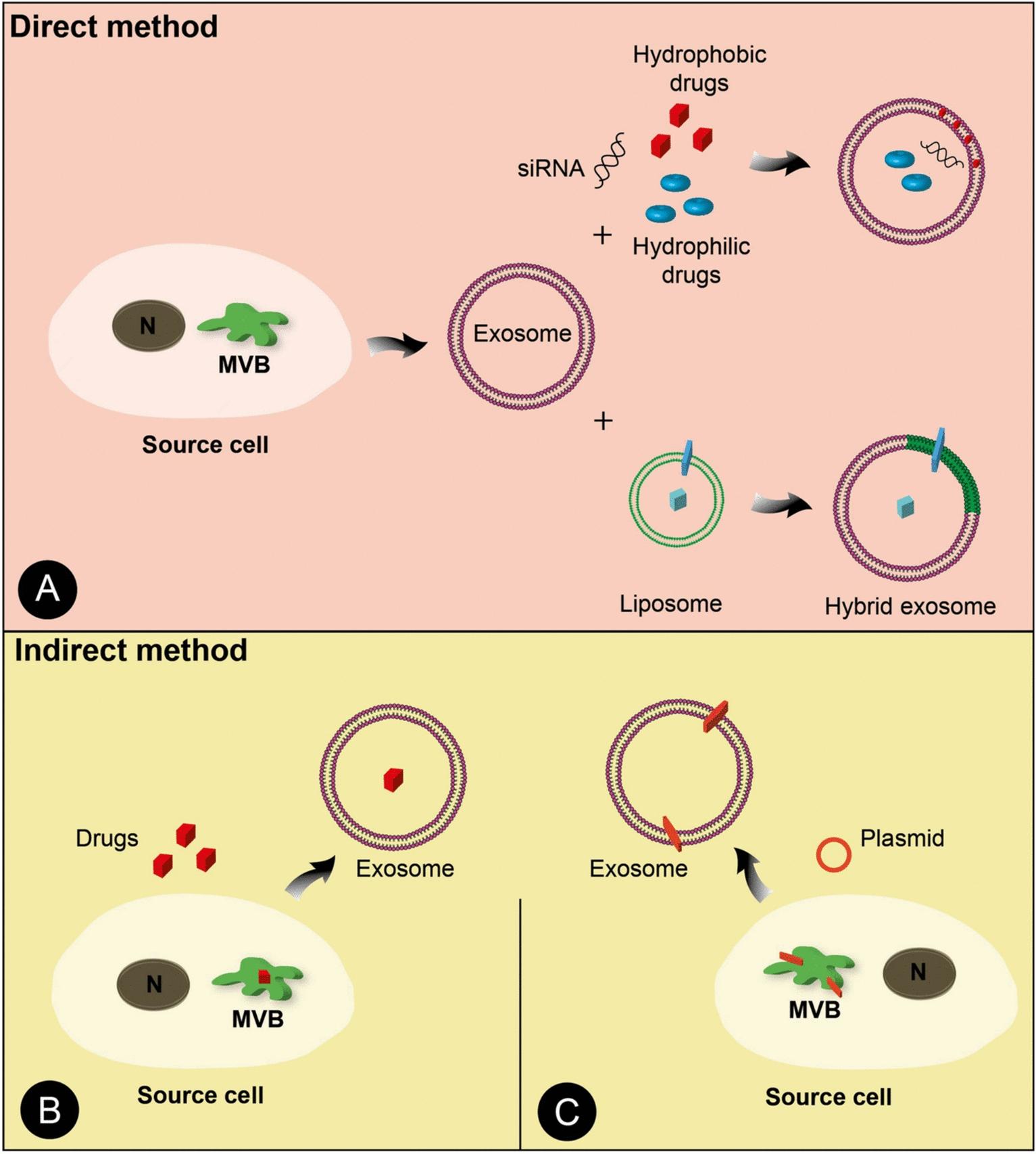 https://cdn.ncbi.nlm.nih.gov/pmc/blobs/c5df/12210656/794d070b3ed9/40001_2025_2822_Fig2_HTML.jpg