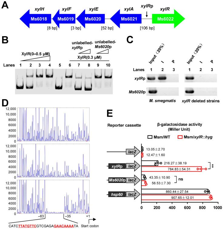 https://cdn.ncbi.nlm.nih.gov/pmc/blobs/c5e2/10138657/8310eff07122/ijms-24-07086-g001.jpg