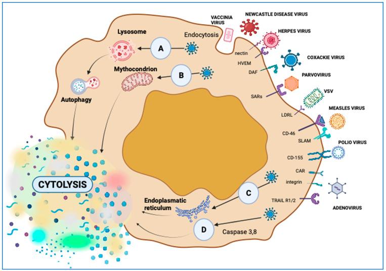 https://cdn.ncbi.nlm.nih.gov/pmc/blobs/c5e5/10816814/5ae7507d42e0/ijms-25-01180-g002.jpg