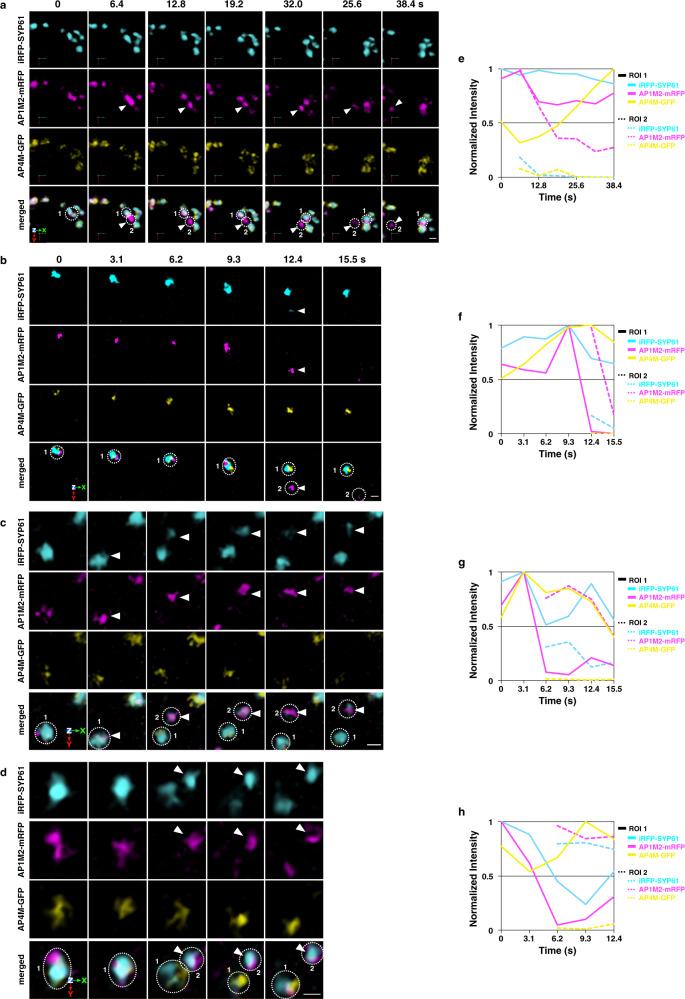 https://cdn.ncbi.nlm.nih.gov/pmc/blobs/c5ea/7997971/7ee9e34ba93e/41467_2021_22267_Fig4_HTML.jpg