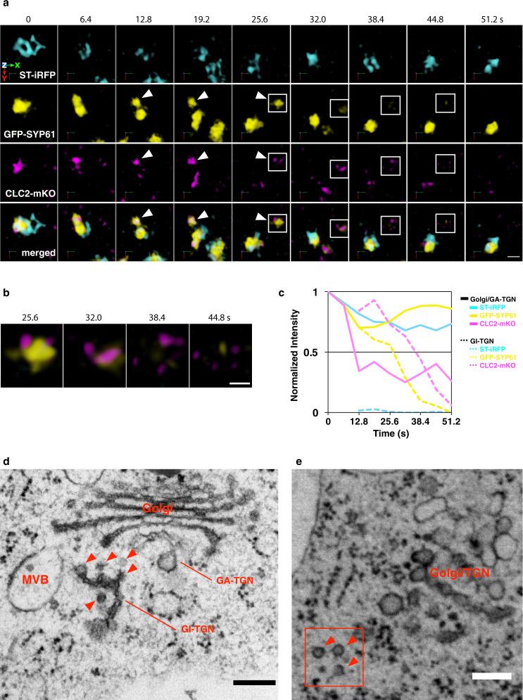 https://cdn.ncbi.nlm.nih.gov/pmc/blobs/c5ea/7997971/ed55dc2a540b/41467_2021_22267_Fig6_HTML.jpg