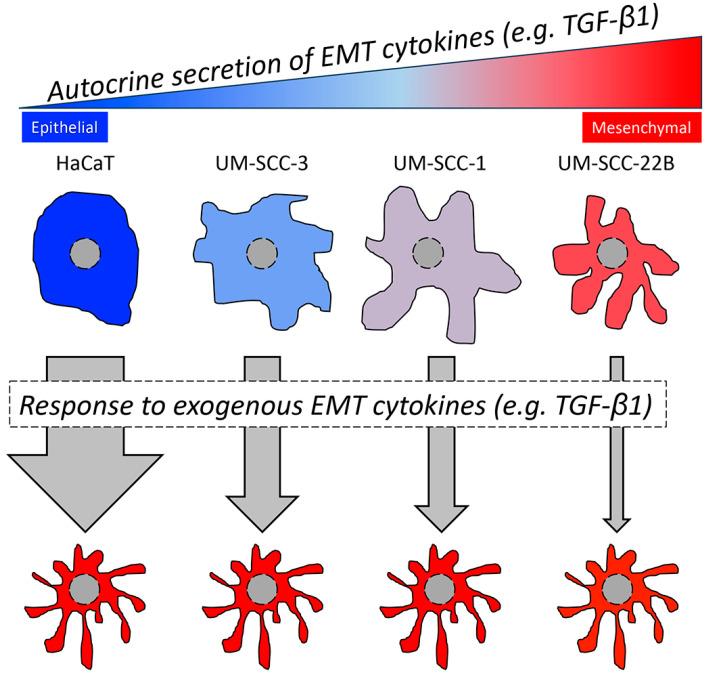 https://cdn.ncbi.nlm.nih.gov/pmc/blobs/c5ec/11429651/f8cc2edc8a29/cancers-16-03172-g006.jpg