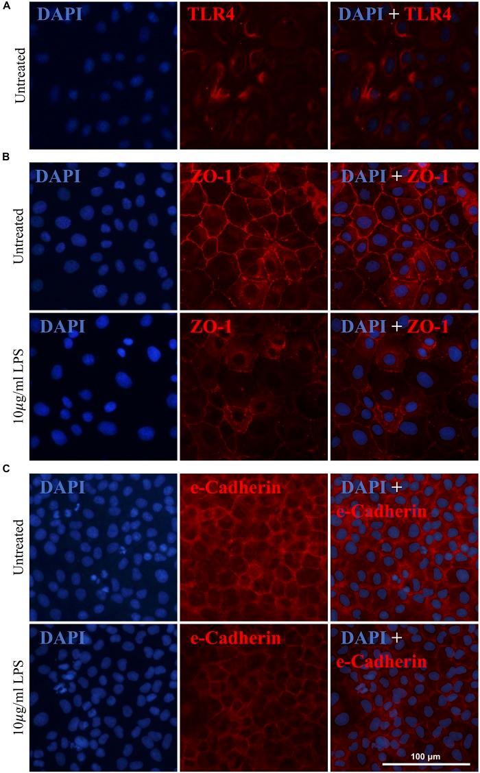https://cdn.ncbi.nlm.nih.gov/pmc/blobs/c5ec/6693556/610a4d145a52/fnins-13-00839-g004.jpg
