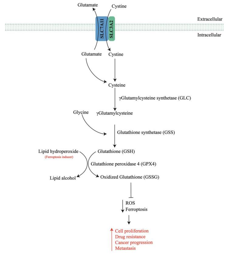 https://cdn.ncbi.nlm.nih.gov/pmc/blobs/c5ed/10779187/d5b4c00a7cf9/ijms-25-00587-g001.jpg