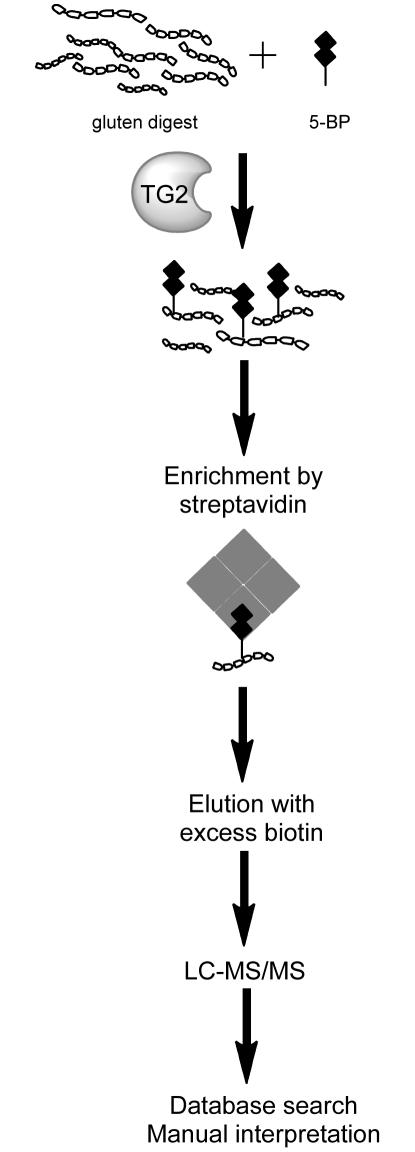 https://cdn.ncbi.nlm.nih.gov/pmc/blobs/c5ed/2988817/ae90305be686/pone.0014056.g001.jpg