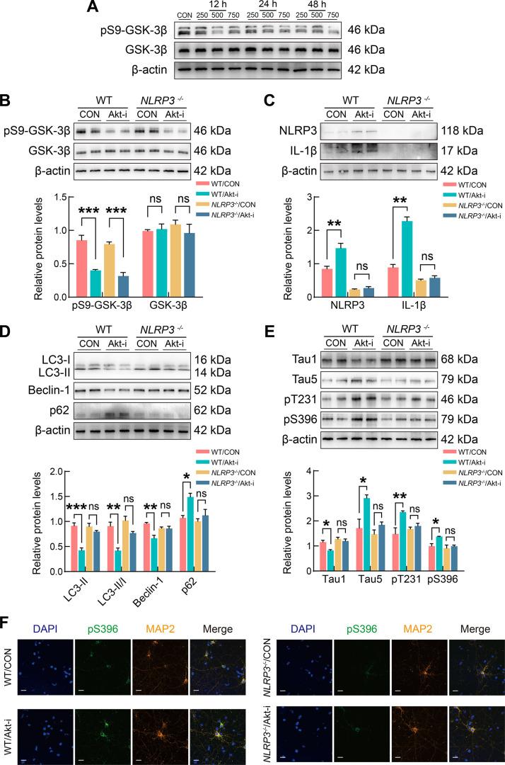 https://cdn.ncbi.nlm.nih.gov/pmc/blobs/c5f3/11298670/26cb0ea84ac8/zr-45-4-857-8.jpg