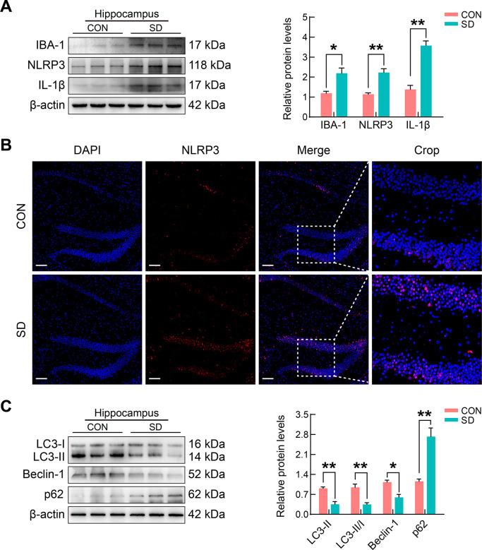 https://cdn.ncbi.nlm.nih.gov/pmc/blobs/c5f3/11298670/5245b164560d/zr-45-4-857-3.jpg