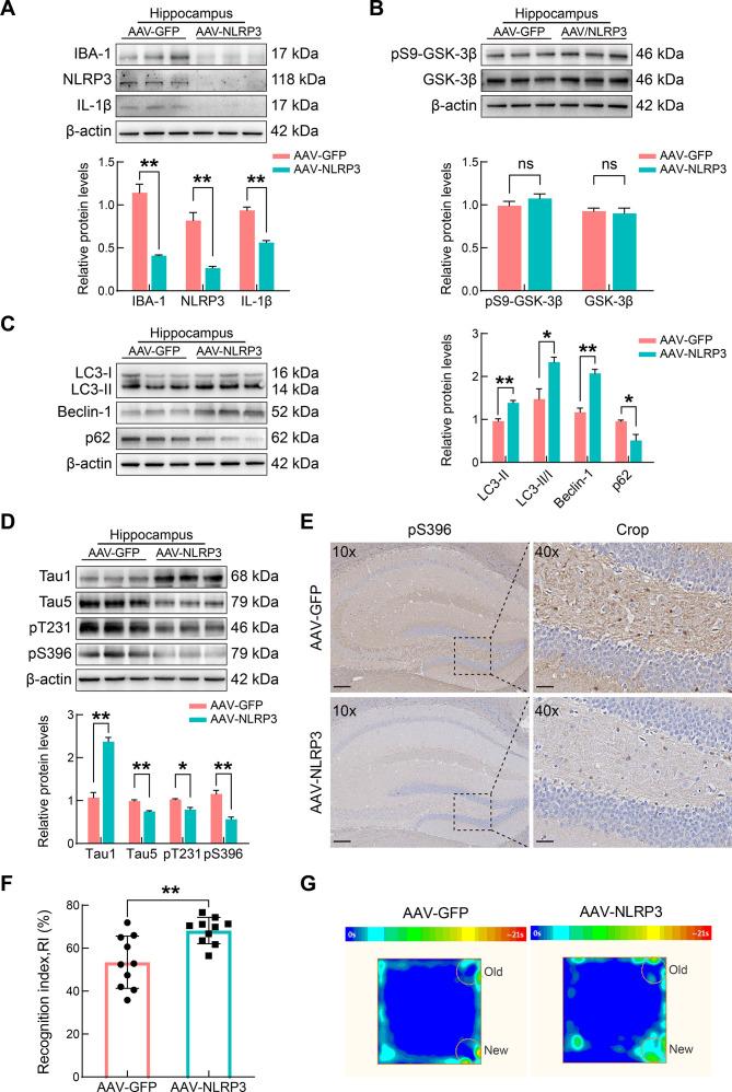 https://cdn.ncbi.nlm.nih.gov/pmc/blobs/c5f3/11298670/ae8cf15608e1/zr-45-4-857-7.jpg