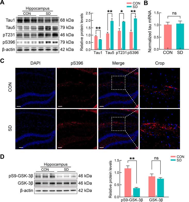 https://cdn.ncbi.nlm.nih.gov/pmc/blobs/c5f3/11298670/bba7293eada9/zr-45-4-857-2.jpg