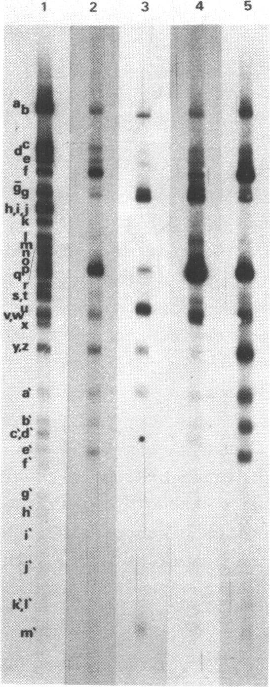 https://cdn.ncbi.nlm.nih.gov/pmc/blobs/c5f3/324110/ea6c80e135d6/nar00429-0081-a.jpg