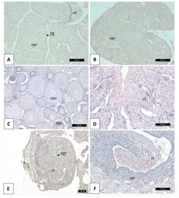 https://cdn.ncbi.nlm.nih.gov/pmc/blobs/c5f5/10340188/93f514cee6ac/cells-12-01772-g002.jpg