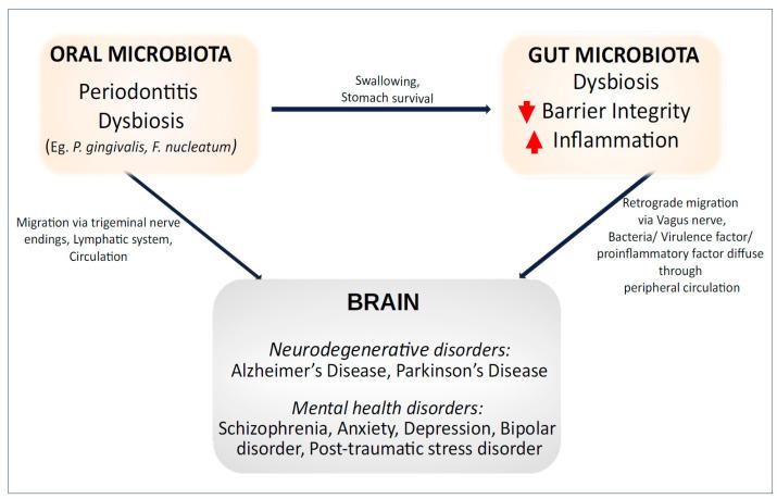 https://cdn.ncbi.nlm.nih.gov/pmc/blobs/c5f7/11435118/621e673fbbae/nutrients-16-03206-g003.jpg