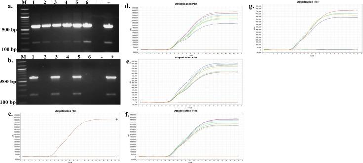 https://cdn.ncbi.nlm.nih.gov/pmc/blobs/c5f8/12054098/a5a2838b0cb8/spectrum.03054-24.f004.jpg