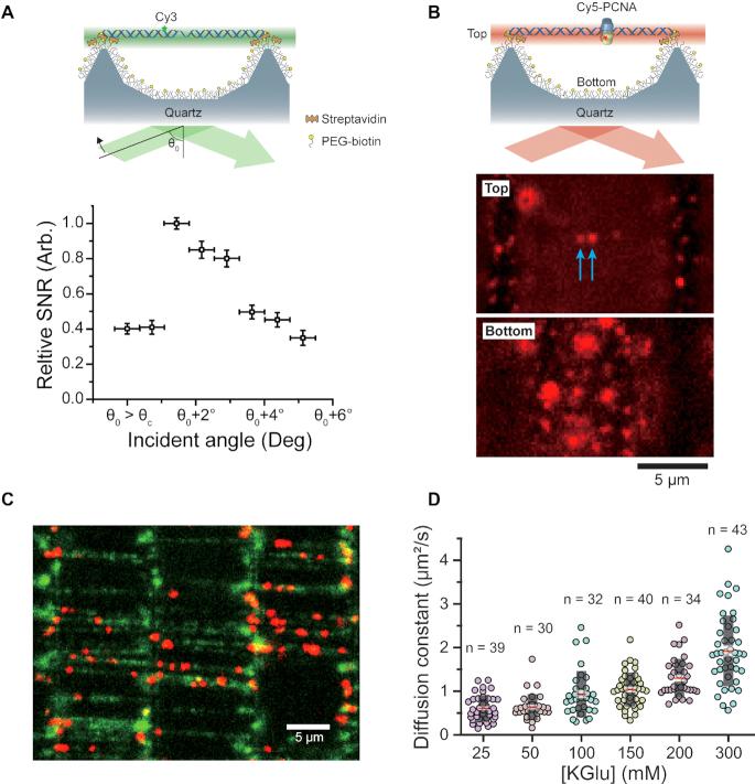 https://cdn.ncbi.nlm.nih.gov/pmc/blobs/c5f8/6765118/a0bd3ca875bc/gkz625fig3.jpg