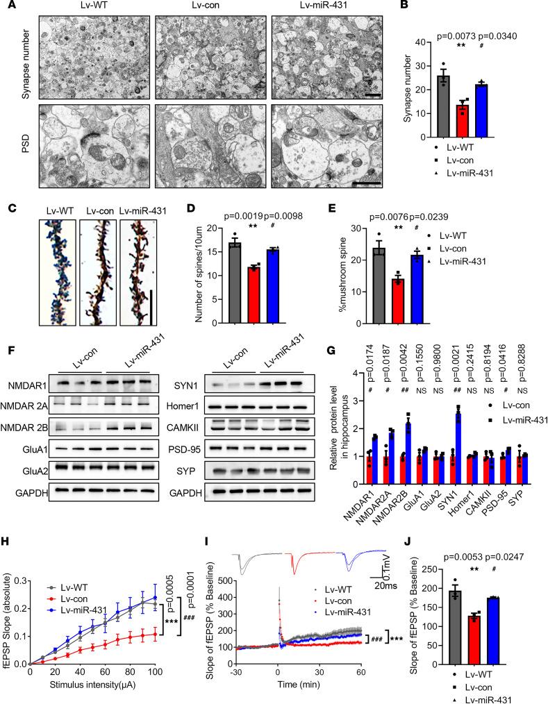 https://cdn.ncbi.nlm.nih.gov/pmc/blobs/c5fc/10371242/5223349f936b/jciinsight-8-166270-g235.jpg