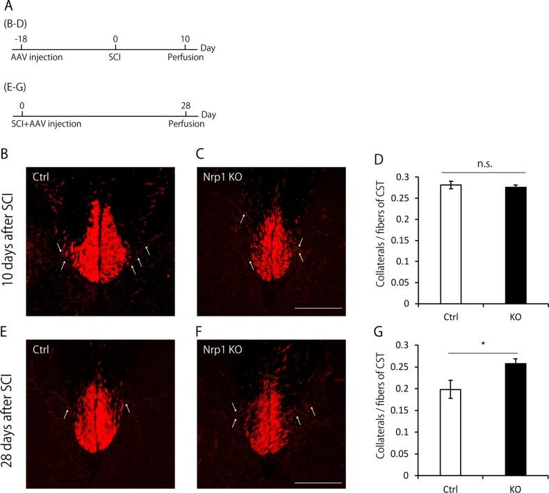 https://cdn.ncbi.nlm.nih.gov/pmc/blobs/c5fe/6347615/8ad16cbcde51/41419_2019_1338_Fig4_HTML.jpg