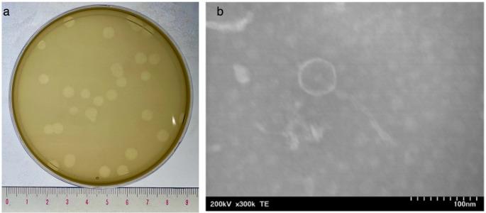 https://cdn.ncbi.nlm.nih.gov/pmc/blobs/c601/12426086/0ed942745dab/203_2025_4451_Fig1_HTML.jpg