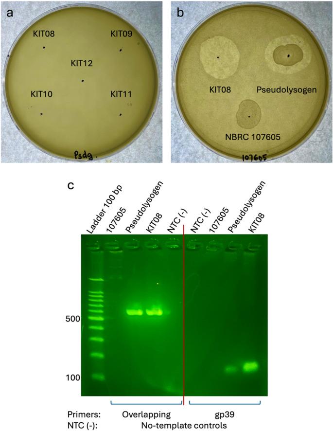 https://cdn.ncbi.nlm.nih.gov/pmc/blobs/c601/12426086/815365ae1ad2/203_2025_4451_Fig8_HTML.jpg