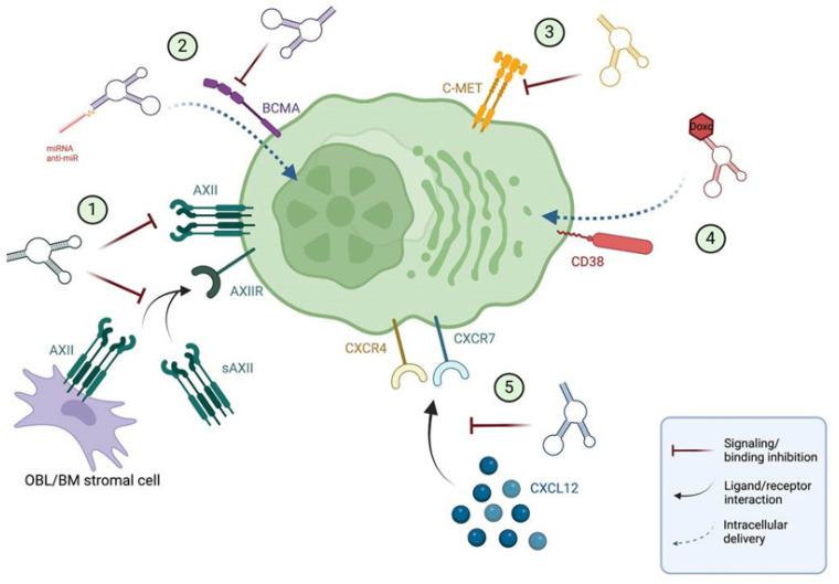 https://cdn.ncbi.nlm.nih.gov/pmc/blobs/c604/9657029/8e43a6fffe16/cancers-14-05471-g002.jpg