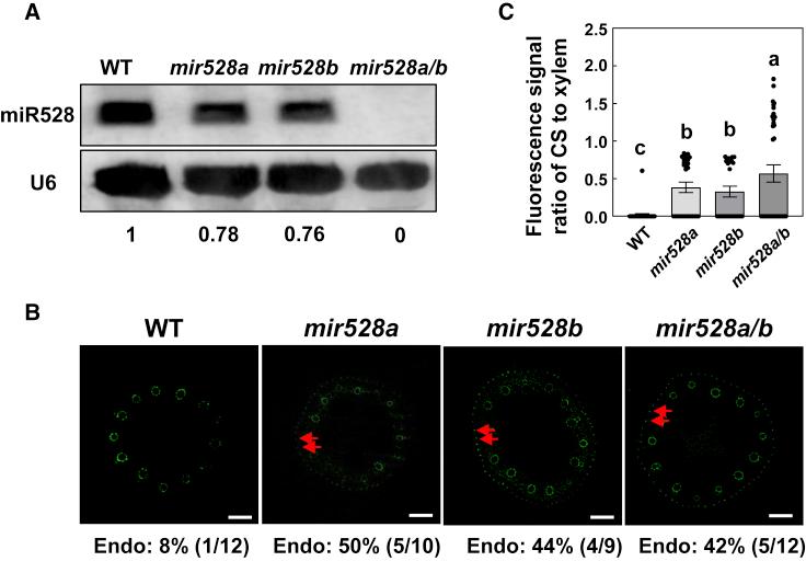 https://cdn.ncbi.nlm.nih.gov/pmc/blobs/c605/10363476/067145beff11/gr4.jpg