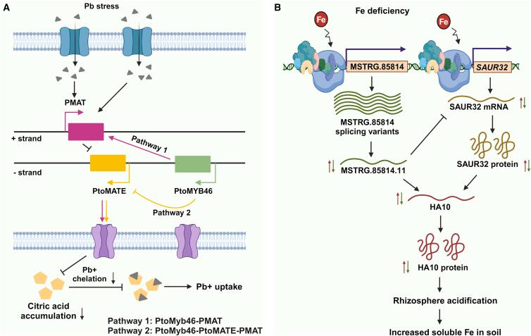 https://cdn.ncbi.nlm.nih.gov/pmc/blobs/c607/11287177/2598fd89bd10/gr5.jpg