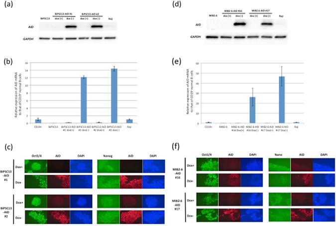 https://cdn.ncbi.nlm.nih.gov/pmc/blobs/c609/5431994/a65fd3550cc1/41598_2017_1627_Fig5_HTML.jpg