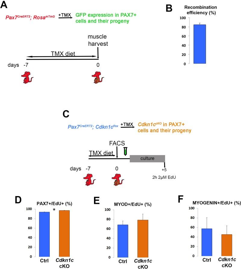 https://cdn.ncbi.nlm.nih.gov/pmc/blobs/c609/6172026/e8a11a363a5d/elife-33337-fig3-figsupp1.jpg