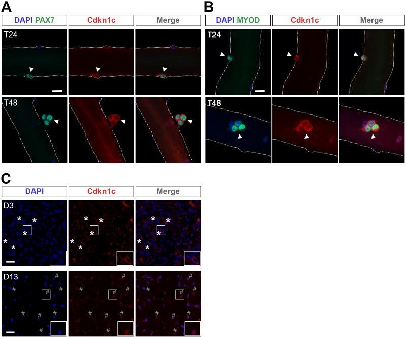 https://cdn.ncbi.nlm.nih.gov/pmc/blobs/c609/6172026/ed625024133d/elife-33337-fig5.jpg