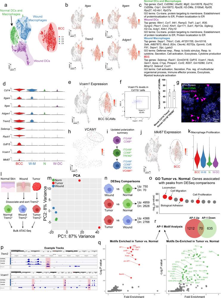 https://cdn.ncbi.nlm.nih.gov/pmc/blobs/c60c/10172319/907e001e464a/41467_2023_37993_Fig5_HTML.jpg