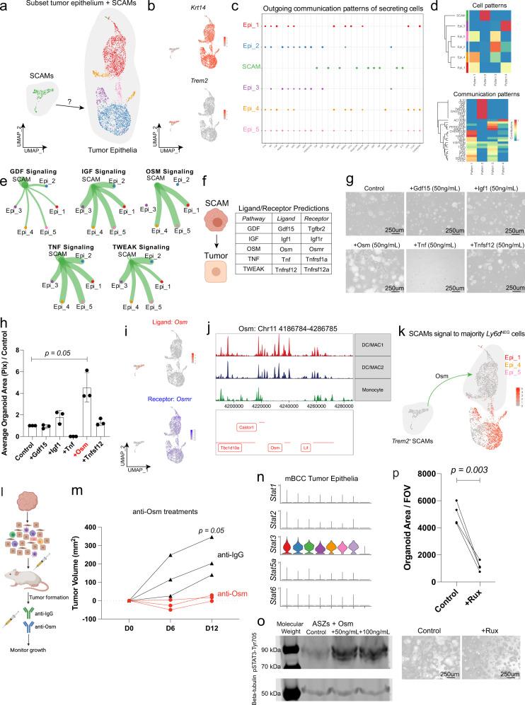 https://cdn.ncbi.nlm.nih.gov/pmc/blobs/c60c/10172319/bd364efbff37/41467_2023_37993_Fig7_HTML.jpg