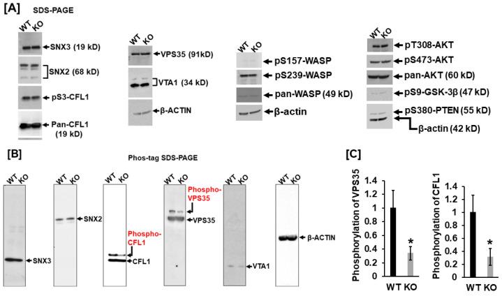 https://cdn.ncbi.nlm.nih.gov/pmc/blobs/c60c/12024951/9679584b20d7/biology-14-00326-g003.jpg