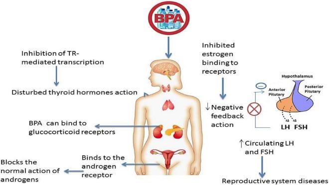 https://cdn.ncbi.nlm.nih.gov/pmc/blobs/c610/9671506/8224a705f2a2/fnut-09-1047827-g002.jpg