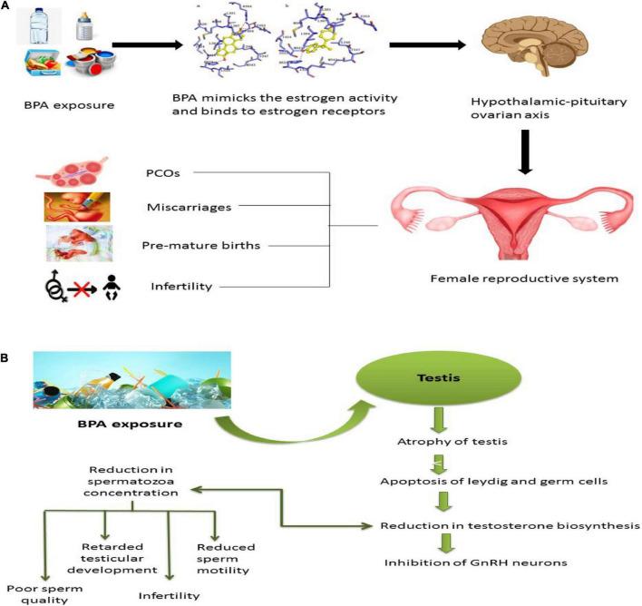 https://cdn.ncbi.nlm.nih.gov/pmc/blobs/c610/9671506/8c60c647ddac/fnut-09-1047827-g003.jpg