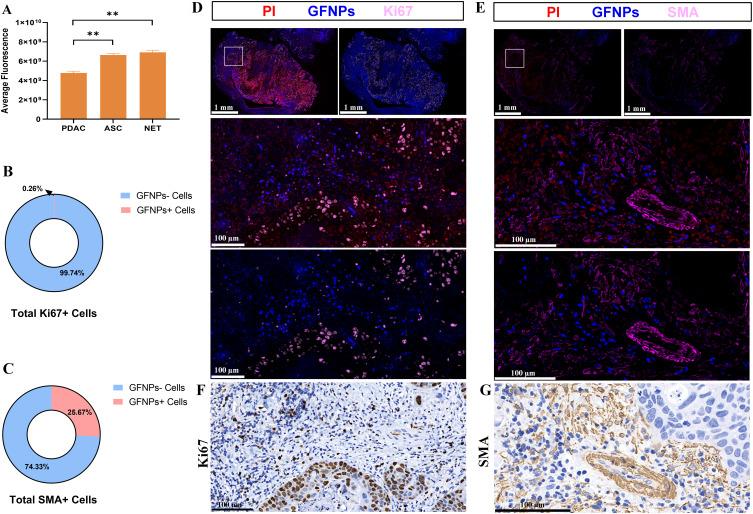 https://cdn.ncbi.nlm.nih.gov/pmc/blobs/c611/11386073/2b0a56ab6607/IJN-19-9121-g0007.jpg