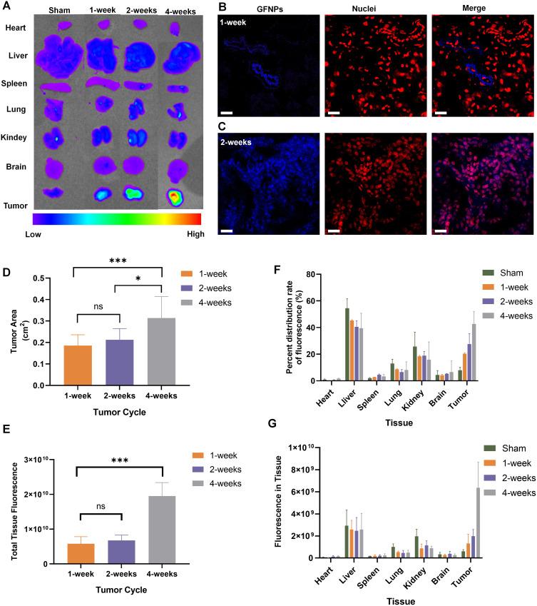 https://cdn.ncbi.nlm.nih.gov/pmc/blobs/c611/11386073/2c9f6b1cf840/IJN-19-9121-g0003.jpg