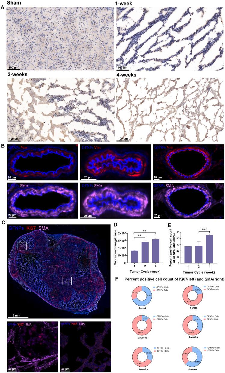 https://cdn.ncbi.nlm.nih.gov/pmc/blobs/c611/11386073/5d610f192c89/IJN-19-9121-g0004.jpg