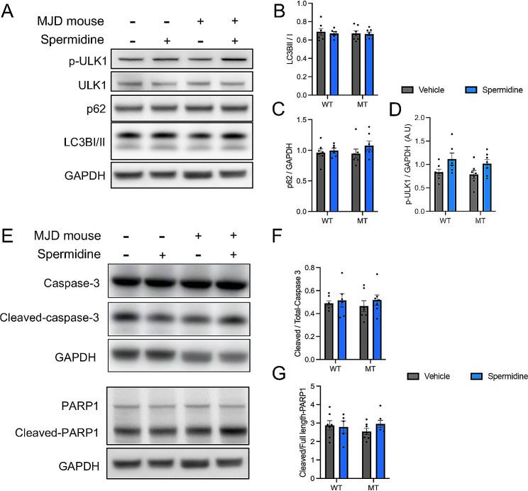 https://cdn.ncbi.nlm.nih.gov/pmc/blobs/c612/10916058/c6210196c5cd/13041_2024_1085_Fig6_HTML.jpg