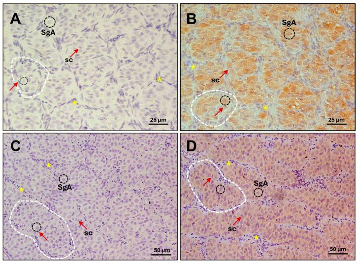 https://cdn.ncbi.nlm.nih.gov/pmc/blobs/c61b/12347443/e073c36d9cbe/ijms-26-07554-g001.jpg